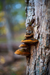 Mushroom growing on tree