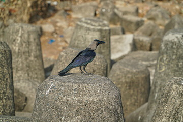 crow on the rocks