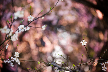 Plum Blossoms
