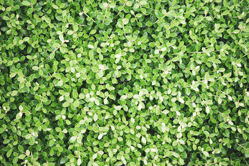 Obraz premium たくさんの小さな葉