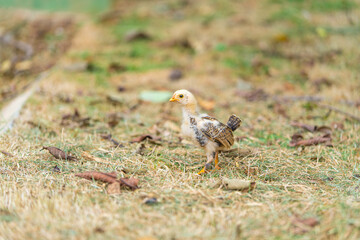 Yellow Chick alone on the grass. Close-up image. 