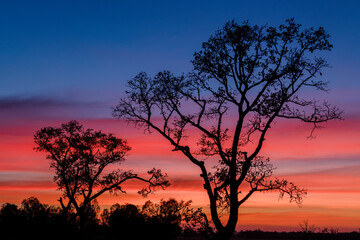 Naklejka na ściany i meble Silhouette big trees in forest with beautiful sunset twilight sky background.