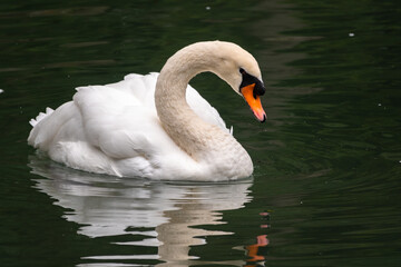 A graceful white swan swimming on a lake with dark green water. The white swan is reflected in the water