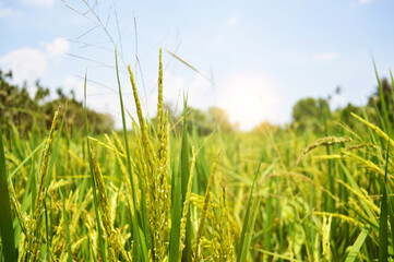 Ear of rice, food of the Thai people sunrise time