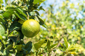 Unripe citrus mandarine on green branch in the south Spain.