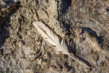 feather in the sand