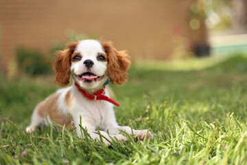 Gorgeous image of Cavalier King Charles Spaniel puppy sitting on lush green grass