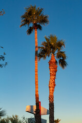 palm trees at sunset