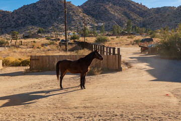 horse in the mountains