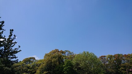 Obraz premium trees and sky