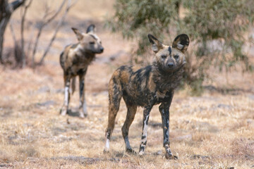 African Wild Dog in South Africa