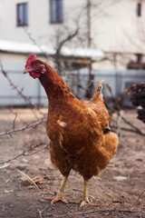 A beautiful adult brown hen with a red comb stands sideways on the ground and looks into the camera. Poultry, agriculture