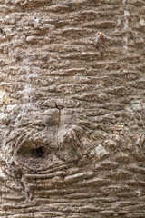 Bark of evergreen tree Araucaria araucana,commonly called the Monkey Puzzle Tree, Monkey Tail Tree or Chilean Pine