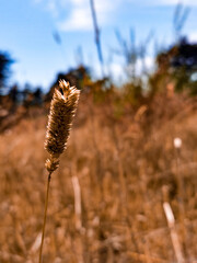 reeds in the wind