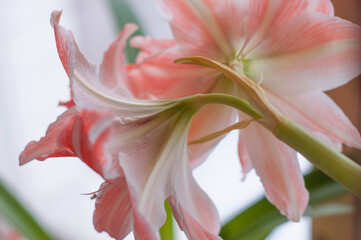 pink lily closeup