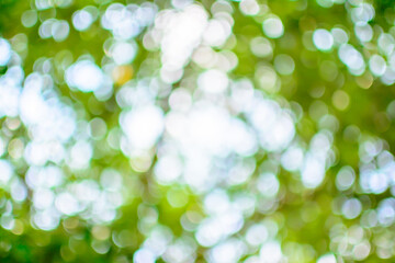 Obraz premium Beautiful bokeh.