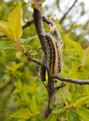 caterpillars on the branch many eat leaves
