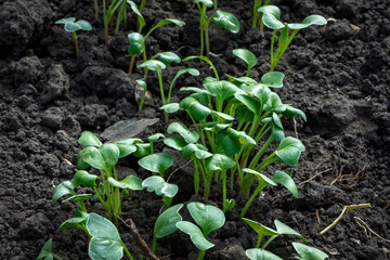 A bed of young radish in a rural greenhouse close-up.