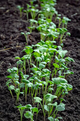 Obraz premium A bed of young radish in a rural greenhouse close-up.