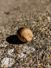 snail on the sand
