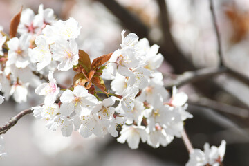 満開のサクラの花