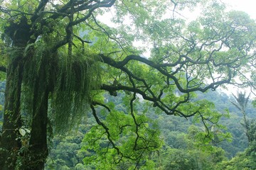 Beautiful and dramatic tropical forest area for memorable and romantic natural scenery photos.