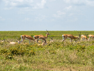 Serengeti National Park, Tanzania, Africa - March 1, 2020: Thompson Gazelles resting on the savannah