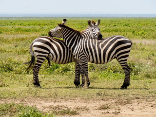 Fototapeta na wymiar Serengeti National Park, Tanzania, Africa - March 1, 2020: Zebras in pairs on the side of the road