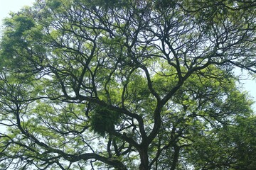 Beautiful and dramatic tropical forest area for memorable and romantic natural scenery photos.