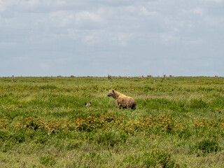 Serengeti National Park, Tanzania, Africa - March 1, 2020: Spotted hyena roaming the savannah