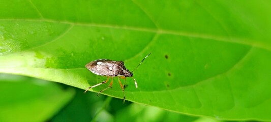 Green bug | Green bug | Stink bug, stink beetle, 