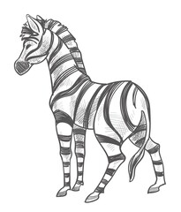 Zebra animal with stripes on fur monochrome sketch
