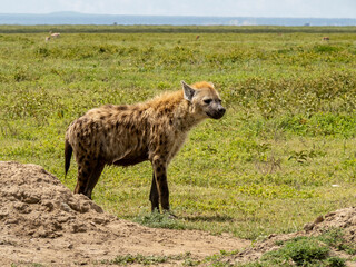 Serengeti National Park, Tanzania, Africa - March 1, 2020: Spotted hyena roaming the savannah