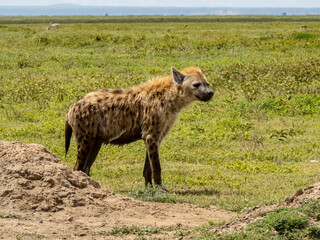 Naklejka na ściany i meble Serengeti National Park, Tanzania, Africa - March 1, 2020: Spotted hyena roaming the savannah