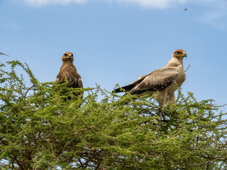 Serengeti National Park, Tanzania, Africa - March 1, 2020: Black Kite Birds resting on top of tree