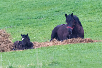 Mare and colt lying down resting in green meadow