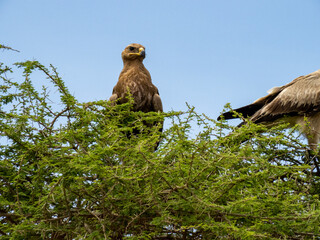 Serengeti National Park, Tanzania, Africa - March 1, 2020: Black Kite Birds resting on top of tree