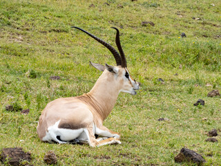 Ngorongoro Crater, Tanzania, Africa - March 1, 2020: Grant's gazelle resting on savannah