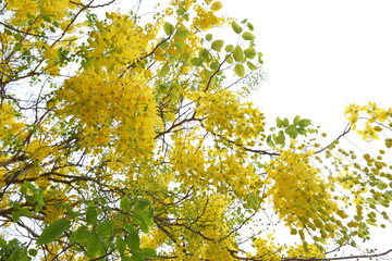 Yellow flowers,Cassia fistula flowers bloom in abundance and are beautiful in the early summer.