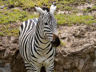 Ngorongoro Crater, Tanzania, Africa - March 1, 2020: Zebras in Ngorongoro Crater