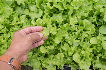 Organic vegetables.Farmer hand picking fresh salad in the vegatale farm.Freshly harvested vegetables.