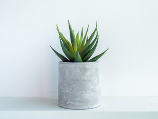 DIY concrete plant pot on white wall background