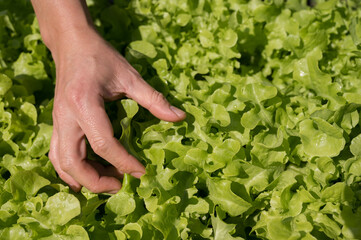 Naklejka na ściany i meble Organic vegetables.Farmer hand picking fresh salad in the vegatale farm.Freshly harvested vegetables.