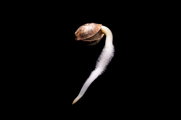 Growing plant seeds isolated on black background.Close up bean seeds with root germination.Agriculture plant seeding growing step concept.
