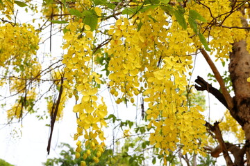 Yellow flowers,Cassia fistula flowers bloom in abundance and are beautiful in the early summer.