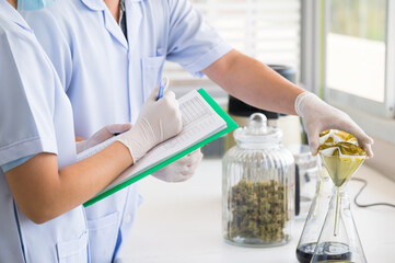 Selectve focus scientist making laboratory in at hospital.Researcher working in the herbal cannabis...