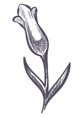 Lavender flower blossom, tropical flora sketch