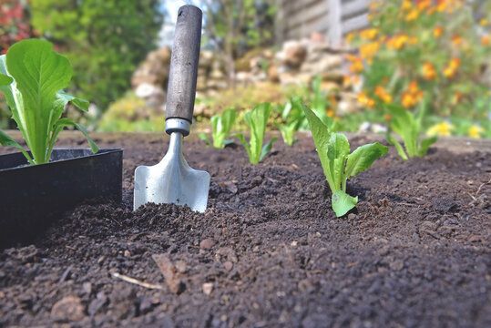 shovel planting in the soil in garden next to seedling of lettuce growing
