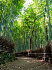 嵐山の竹林の小径