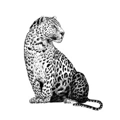 Hand drawn leopard, sketch graphics monochrome illustration on white background © byrdyak